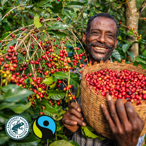 Brewing a Difference: Unraveling the Distinctions Between Rainforest Alliance and Fairtrade